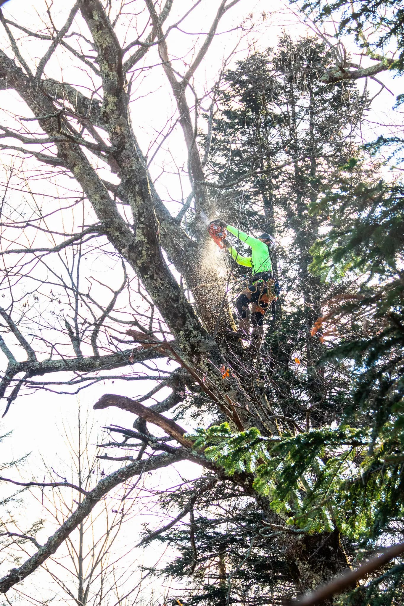 Arborist rigging equipment