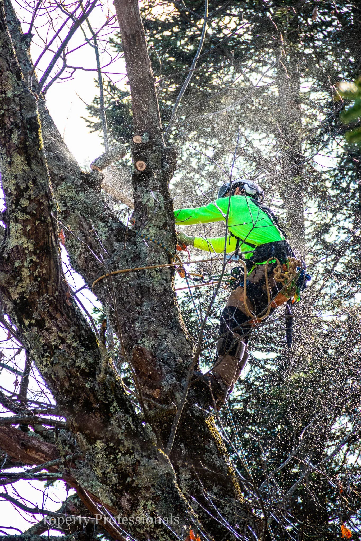 Arborist climbing gear